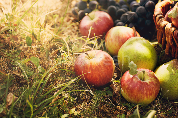 Foto stock: Orgânico · fruto · verão · grama · cesta · fresco