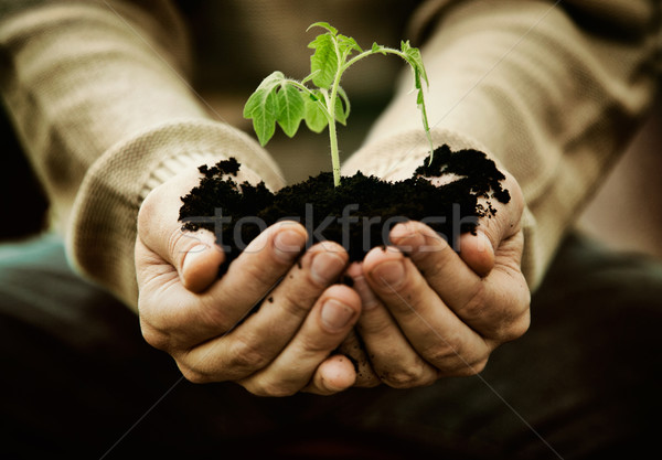 Kert palánta kertész zöldség tavasz növény Stock fotó © mythja