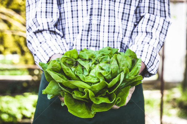Imagine de stoc: Agricultor · salată · verde · organic · legume · agricultorii · mâini