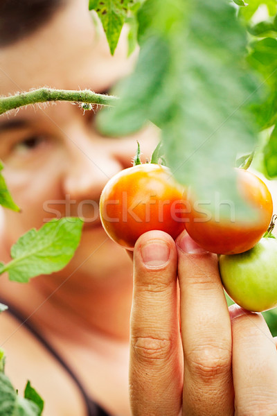 Tomato harvest Stock photo © mythja