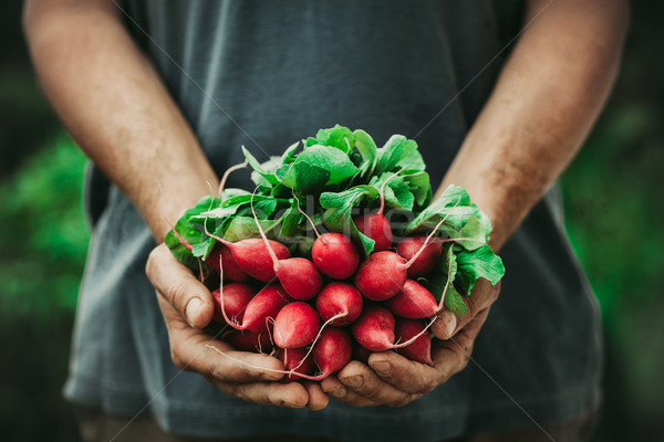 Landbouwer groenten organisch boeren handen vers Stockfoto © mythja