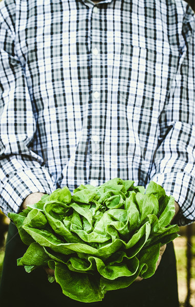Agricultor salată verde organic legume agricultorii mâini Imagine de stoc © mythja