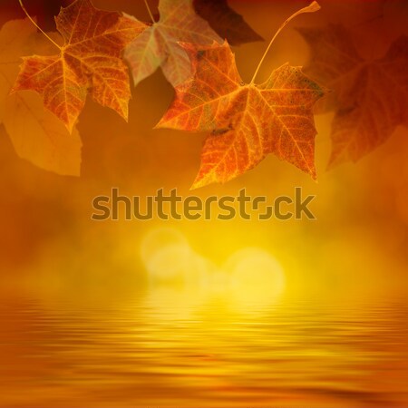秋天 葉 設計 綠色 黃色 商業照片 © mythja