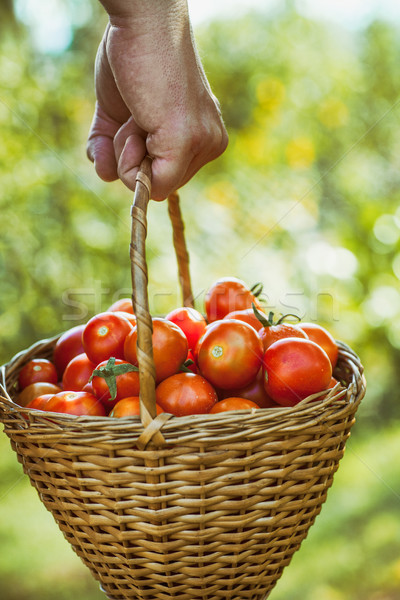 Pomidorów zbiorów lata ręce Zdjęcia stock © mythja