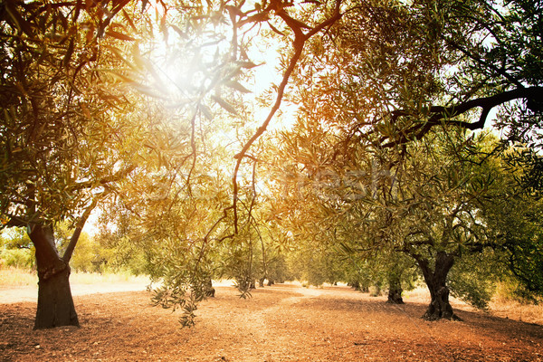 Oliwy drzew gospodarstwa morze Śródziemne dziedzinie starych Zdjęcia stock © mythja