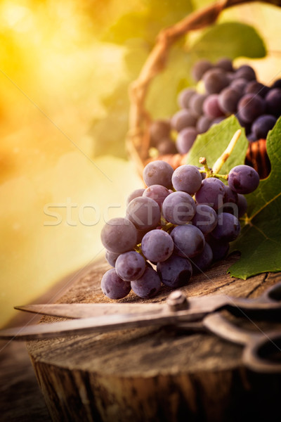 Winogron świeże zbiorów winnicy czarny Zdjęcia stock © mythja