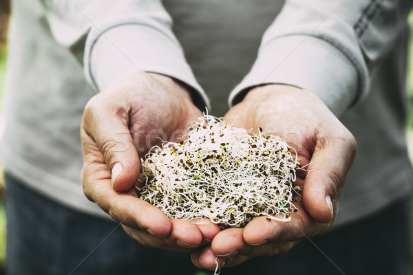 Foto stock: Alfafa · mãos · alimentação · comida · agricultores · natureza