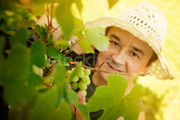 Szőlő aratás gazda aratás érett szőlőskert Stock fotó © mythja