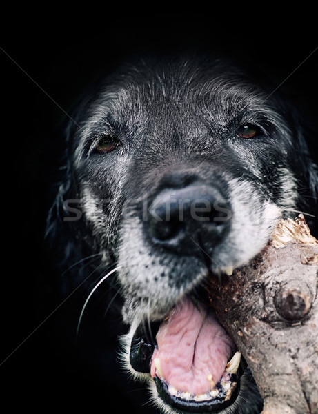 Hund Tier alten Baum Gesicht Stock foto © mythja
