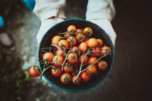 Stok fotoğraf: Taze · domates · domates · hasat · çiftçiler · eller