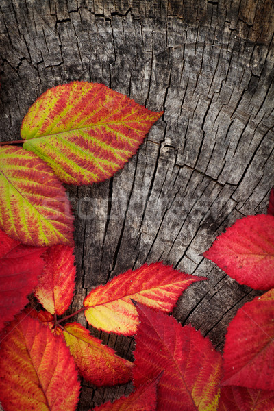 Autumn red leaves Stock photo © mythja