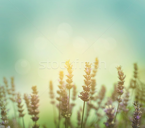 Lavender flowers Stock photo © mythja