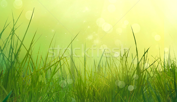 Gras Frühling Unschärfe Sommer Natur bokeh Stock foto © mythja