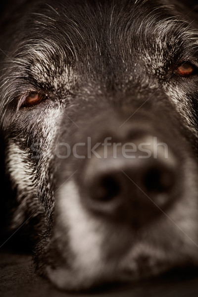 Stock foto: Schläfrig · Hund · Tier · alten · Makro