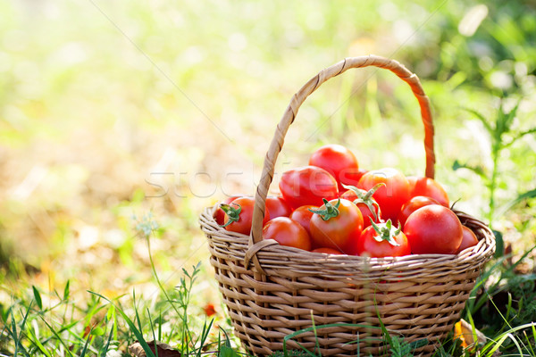 Foto stock: Tomates · orgânico · cesta · verão · grama