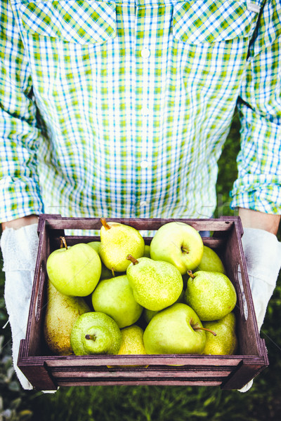 Agricultor peras orgánico frutas manos Foto stock © mythja