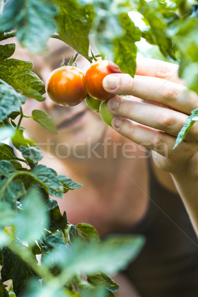 Tomato harvest. Farmer picking tomatoes Stock photo © mythja