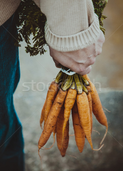 Frischen Karotten Gemüse gesunde Lebensmittel Stock foto © mythja