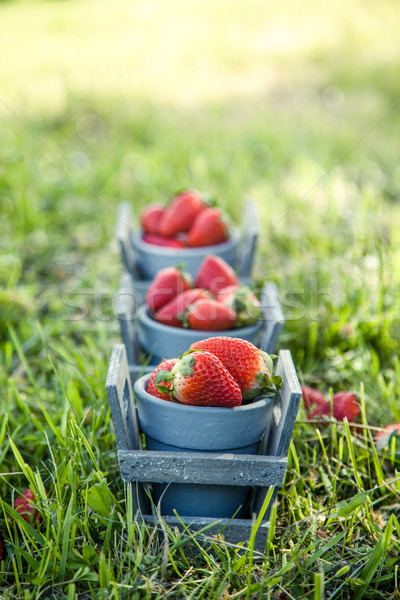 Strawberries Stock photo © mythja