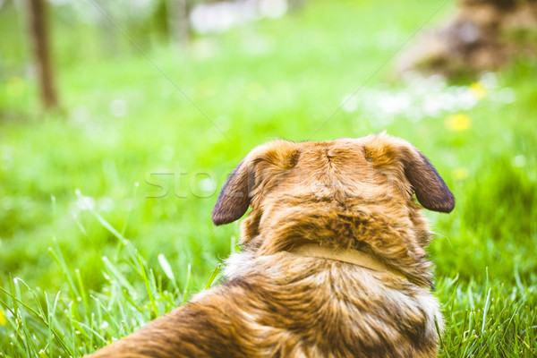 Hund Gras Natur glücklich Augen Stock foto © mythja