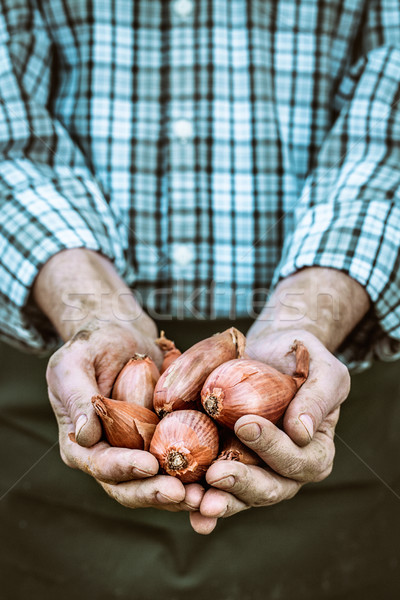 Freshly harvested onion Stock photo © mythja