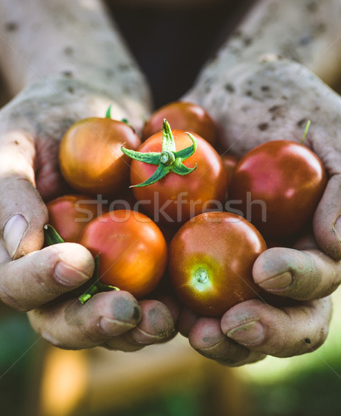 Stockfoto: Tomaat · oogst · boeren · handen · vers · voedsel