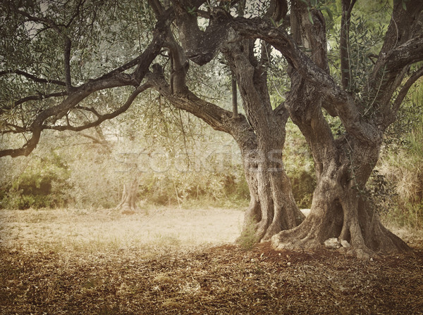 Vecchio olivo oliva campo pronto raccolto Foto d'archivio © mythja