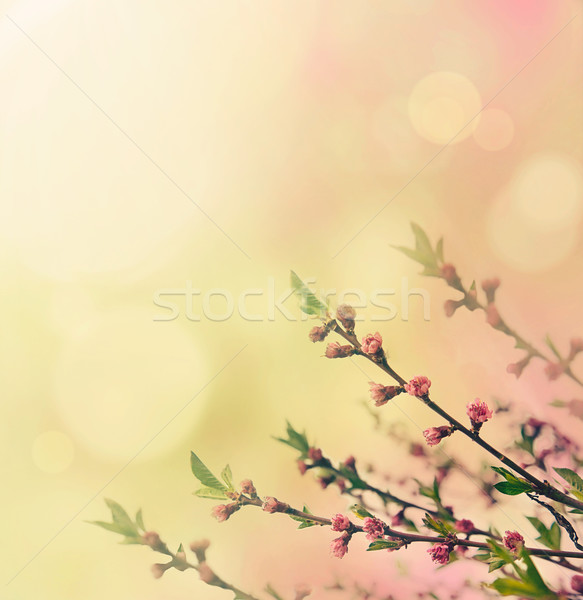 Virág tavasz virágmintás rózsaszín bokeh nap Stock fotó © mythja