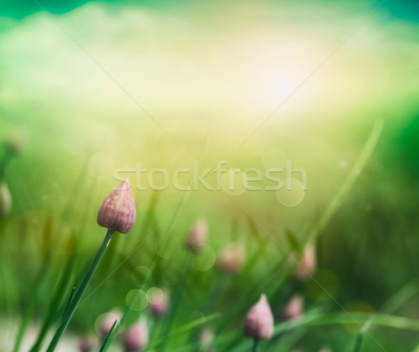 Cebolinha fresco flor colorido primavera páscoa Foto stock © mythja