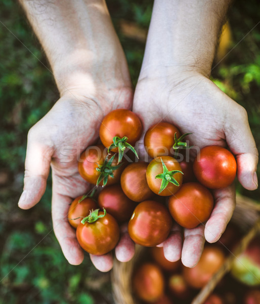 Stock foto: Tomaten · Ernte · Hände · frisch · Blatt