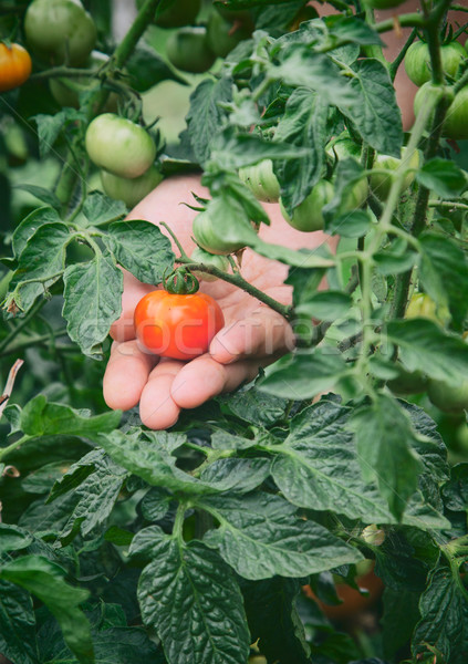 Tomato Stock photo © mythja