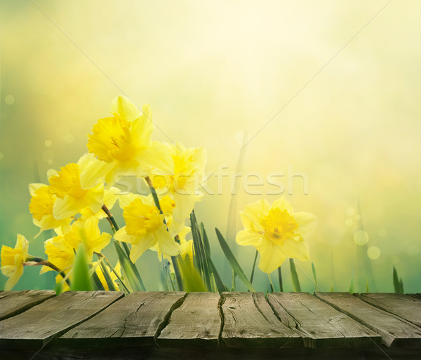 Daffodil spring background Stock photo © mythja