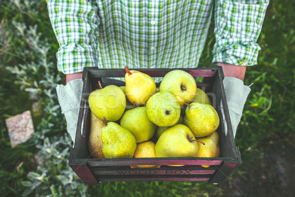 Farmer with pears Stock photo © mythja