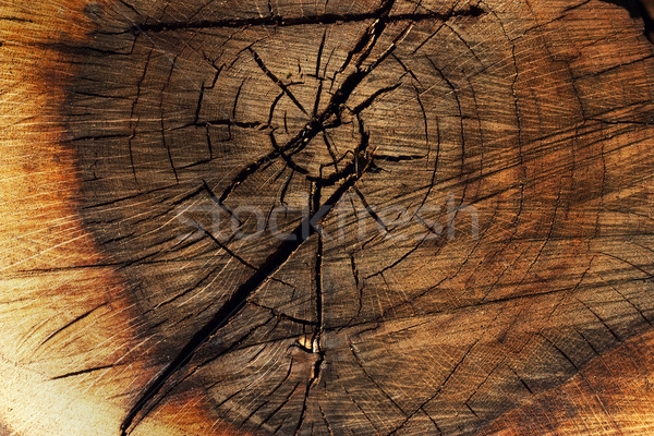 Imagine de stoc: Copac · textură · culori · pădure · fundal