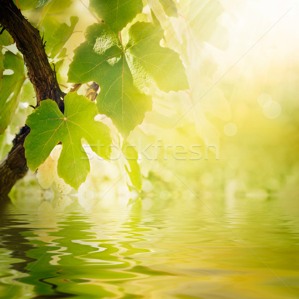 Szőlő levél nyár tavasz évszak levelek Stock fotó © mythja