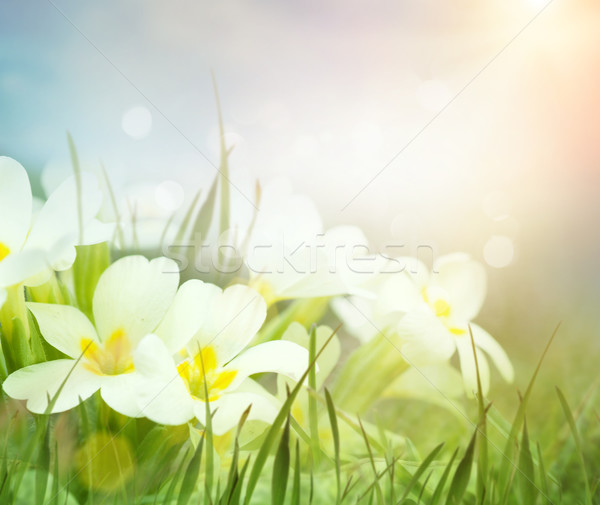 Fresh primrose flowers in the spring meadow Stock photo © mythja