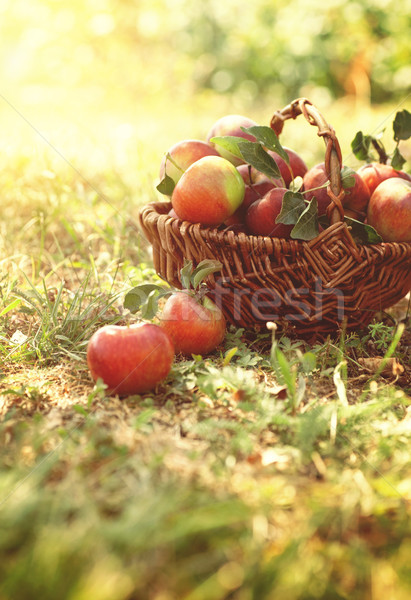 Foto stock: Orgânico · maçãs · verão · grama · cesta · fresco