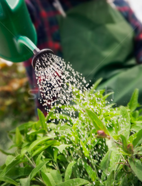 Wiosną ogród mężczyzna pracy herb garden kwiat Zdjęcia stock © mythja