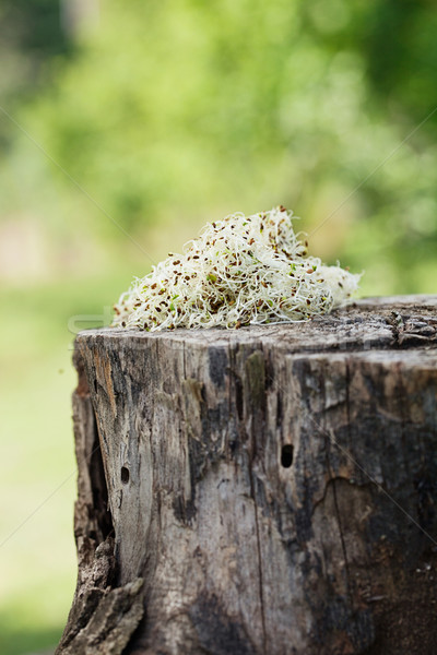 Alfalfa sprouts Stock photo © mythja