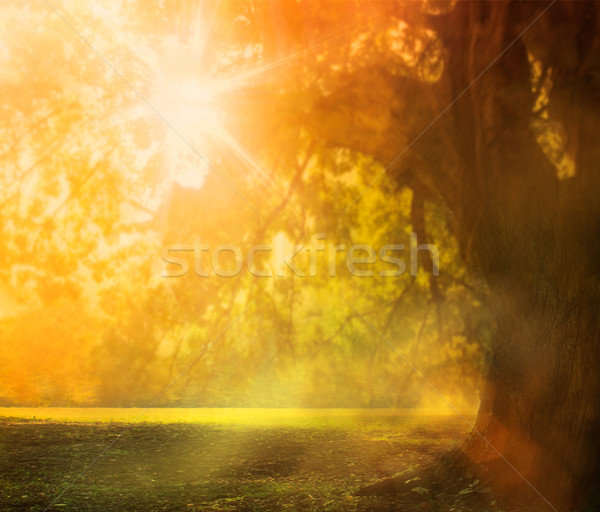 Autumn background Stock photo © mythja