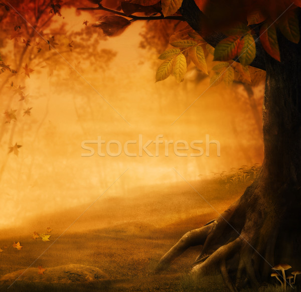 Jesienią projektu lasu spadek dolinie grzyby Zdjęcia stock © mythja