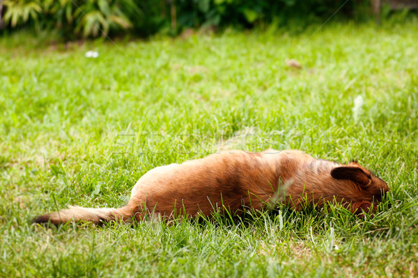 Dog in grass Stock photo © mythja