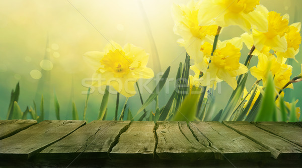 Daffodil spring background Stock photo © mythja