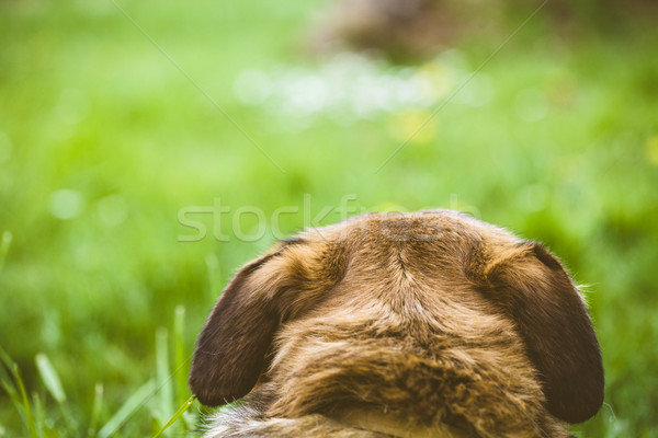 Dog in grass Stock photo © mythja