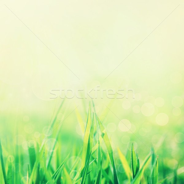 Stock foto: Frühling · Sommer · abstrakten · Natur · Gras · Wiese