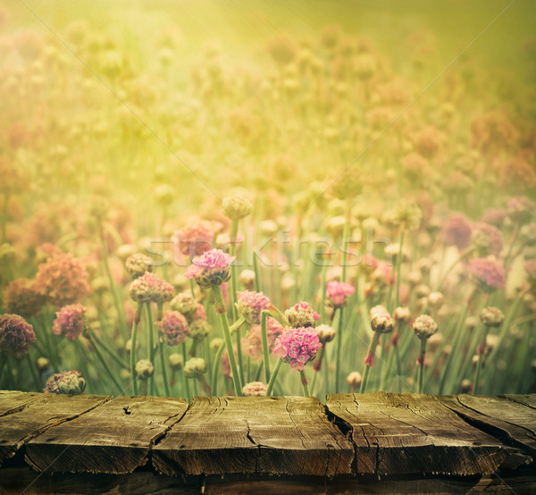 Flower background Stock photo © mythja
