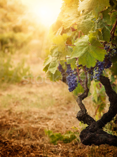 Winnicy jesienią zbiorów charakter dojrzały winogron Zdjęcia stock © mythja