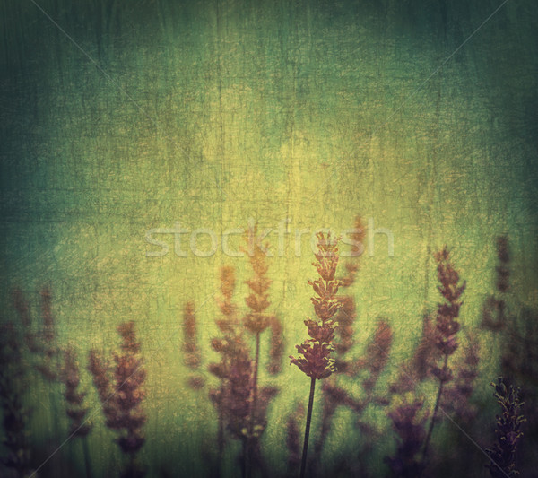 Lavender flowers Stock photo © mythja