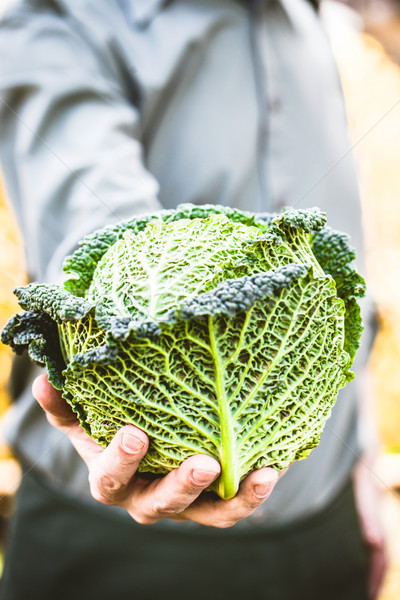 Farmer with kale Stock photo © mythja