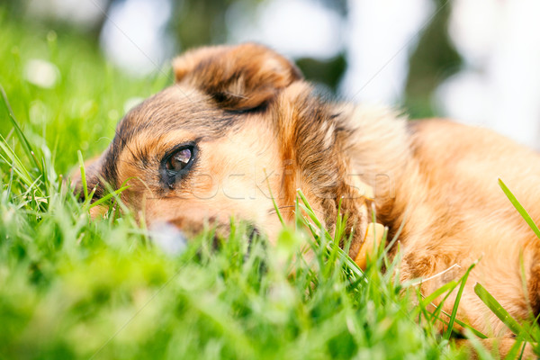 Dog in grass Stock photo © mythja